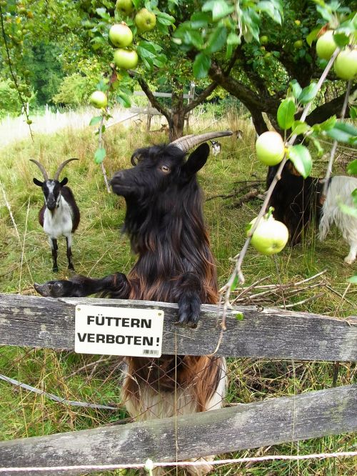 goat animal apple