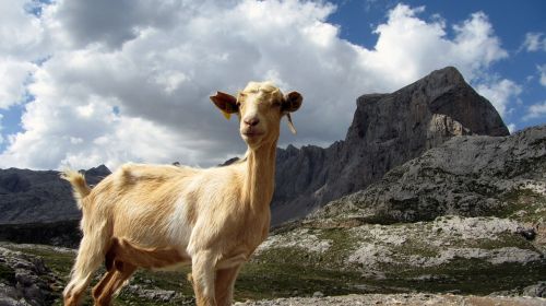 goat mountain animal