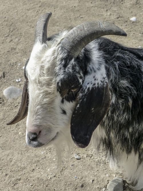 goat animal white