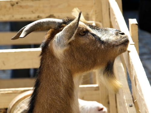 goat animals farm