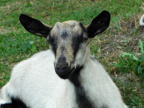 goat kid domestic goat