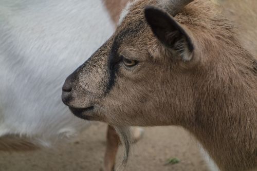 goat animal head