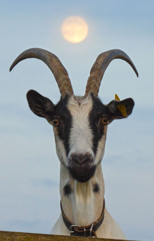 goat pet moon