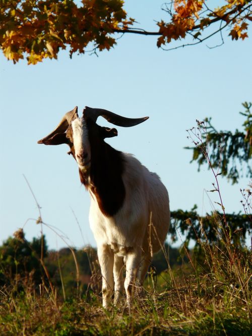 goat billy goat horns
