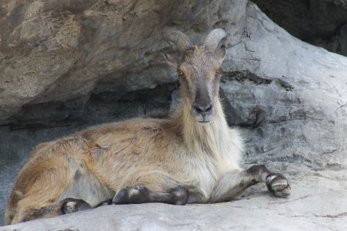 goat rock animal