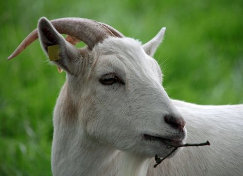 goat chew horns