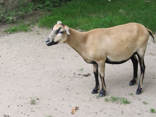 goat dwarf goat sanfrancisco