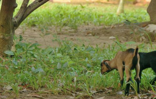 goat baby animal