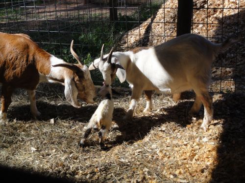 goat nature newborn