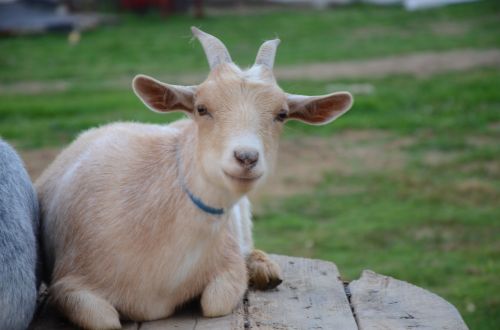 goat meadow nature