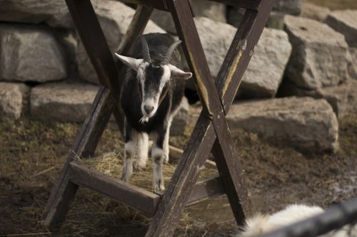 goat zoo animal