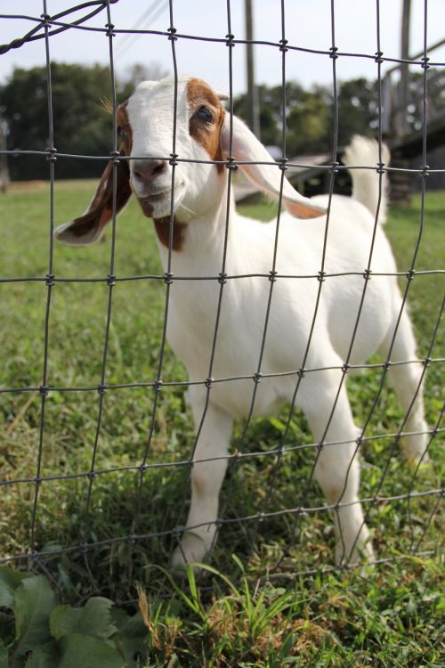 goat petting zoo farm