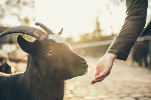 goat animal feeding