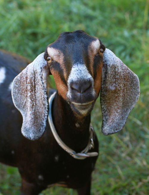 goat farm animal farm