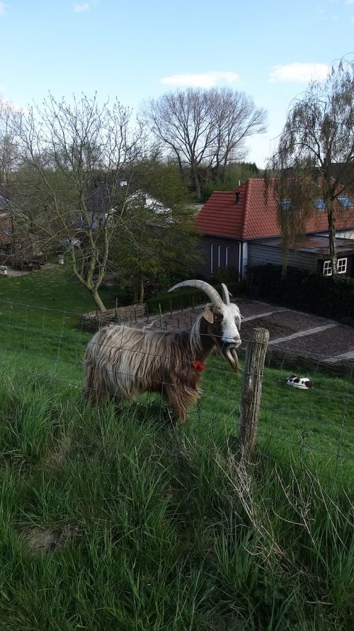 goat goats meadow