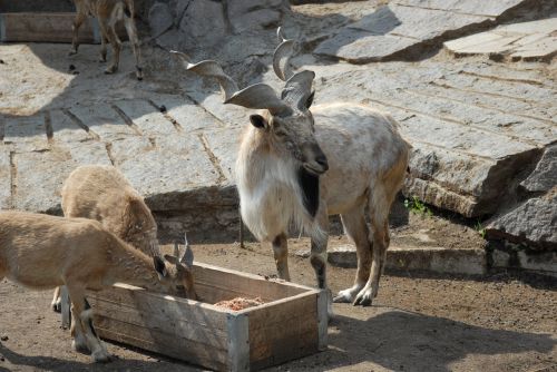 goat goats mountain