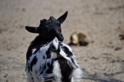goat black and white fur