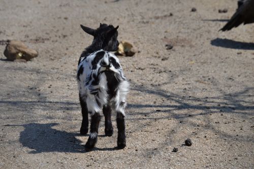 goat black and white fur