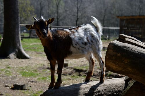 goat animal animal world