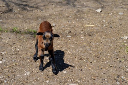 goat animal animal world