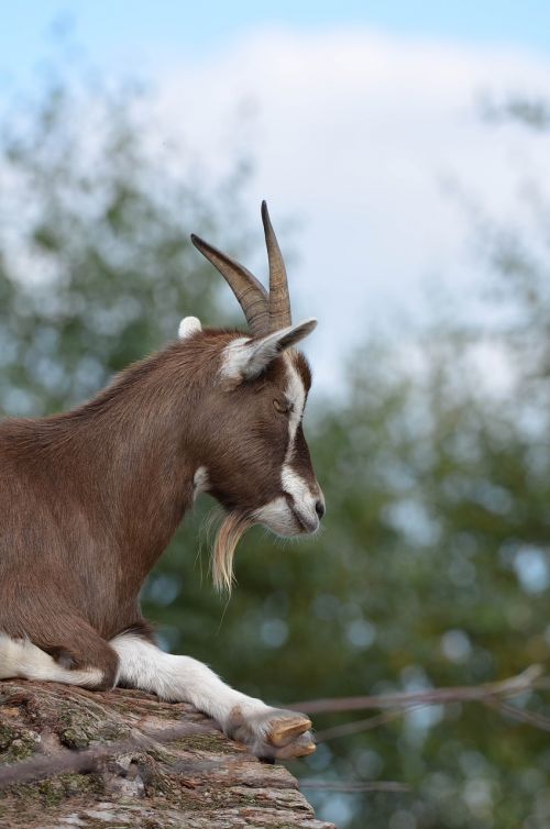 goat zoo billy goat