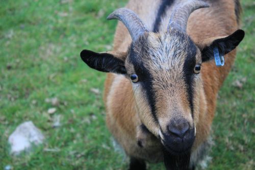 goat farm looking