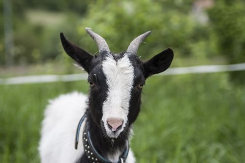 goat animals zw