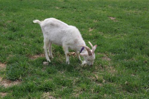 goat pool meadow