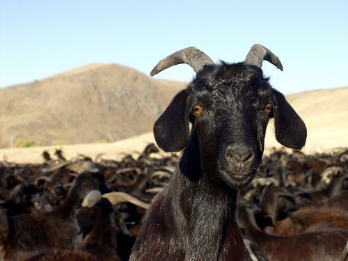 goat animals nature