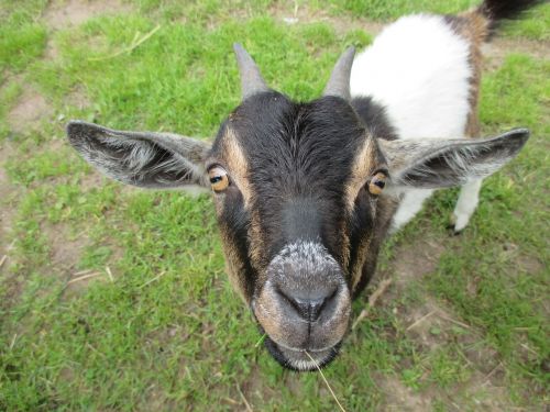 goat face macro