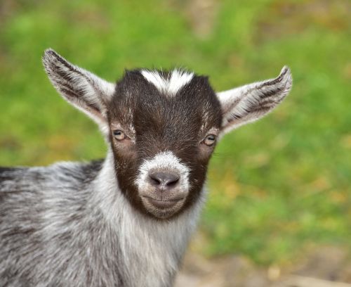goat goats kid