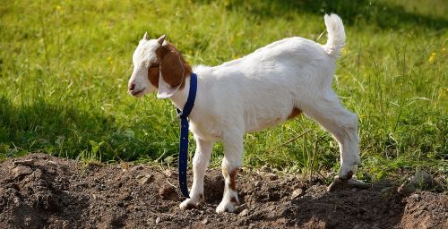 goat kitz young animal