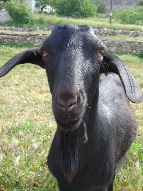 goat domestic animal