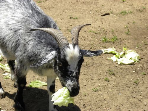 goat eat lettuce