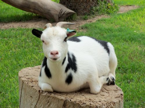 goat animal ibex
