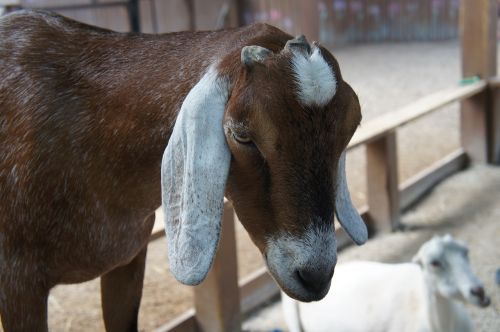 goat head zoo