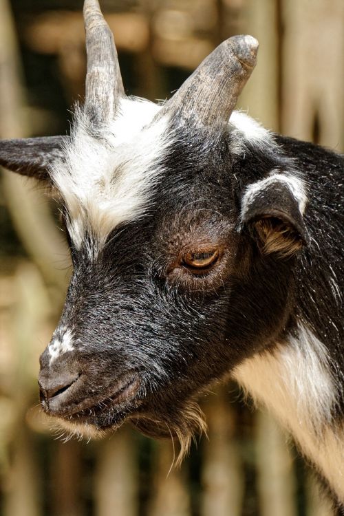 goat eye animal