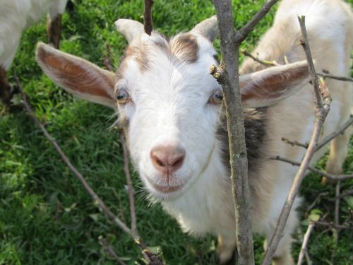 goat curious cute
