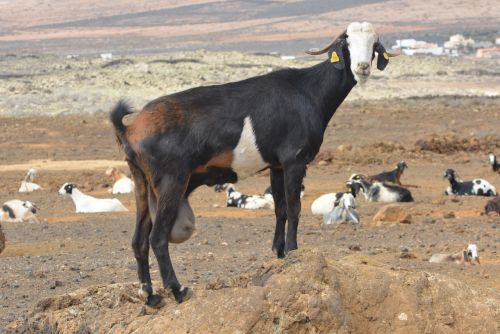goat animal meadow