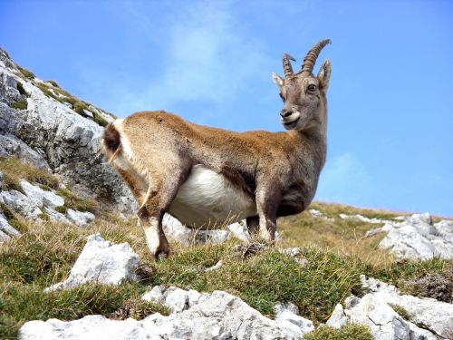 goat mountain mountain goat