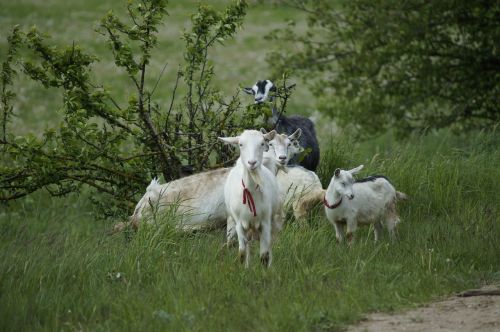 goat pet meadow