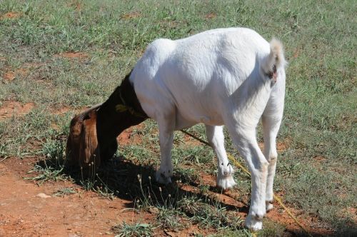 goat domestic white