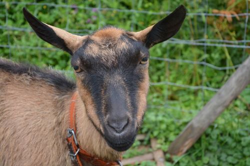goat alpine head brouteuse