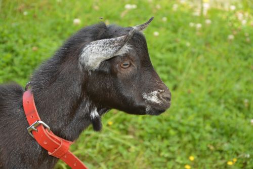 goat alpine goat head