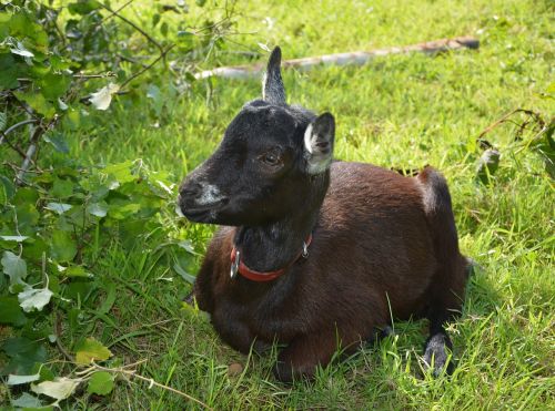 goat alpine elongated rest brown