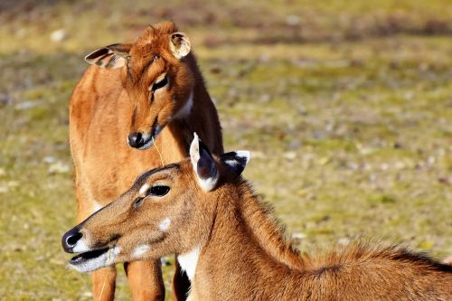 goat-antelope antelope young animal