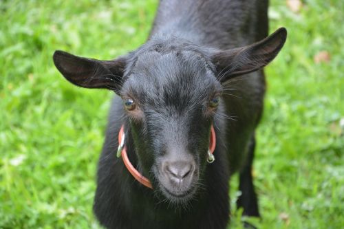 goat black young goat goat