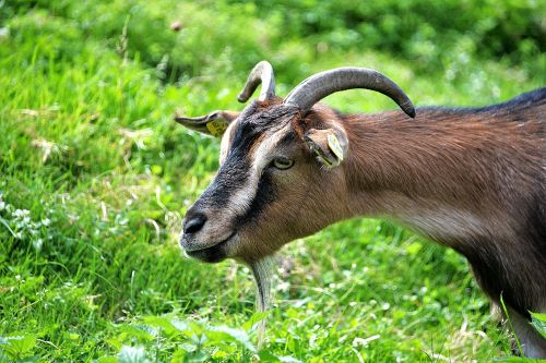 goat buck goat horned