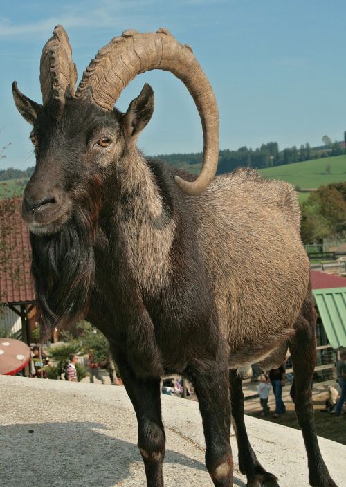 goat buck billy goat bock