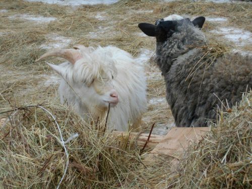 Goat Eating Hay